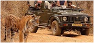 Navegaon Nagzira Tiger Reserve