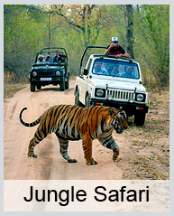 Jungle Safari