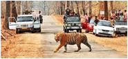 Melghat Tiger Reserve